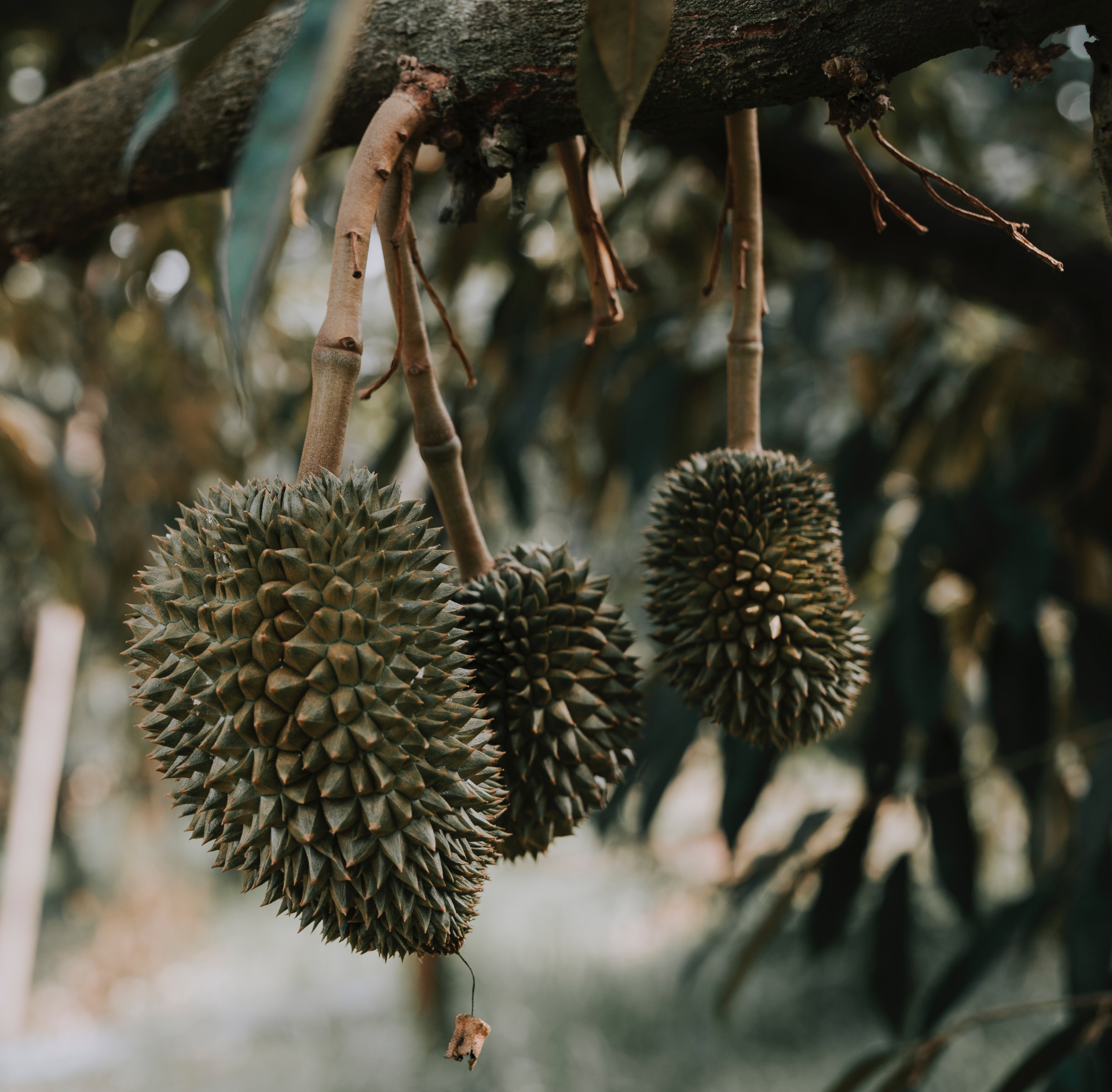 Thailandia: aumentato l’export di durian