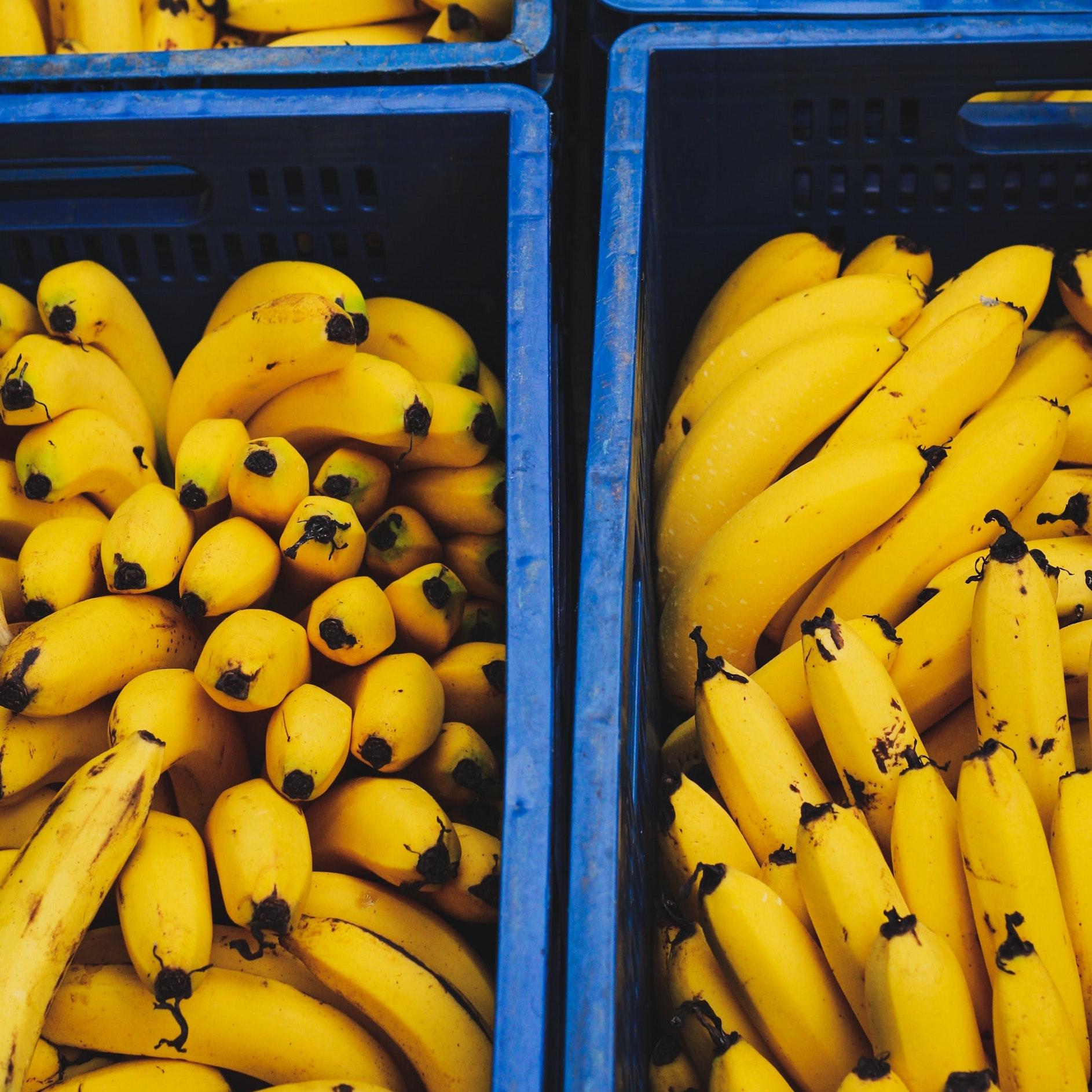 L’Uganda combatte lo spreco di banane