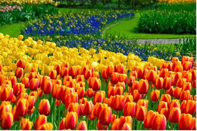 Società olandese cerca distributori italiani di tulipani
